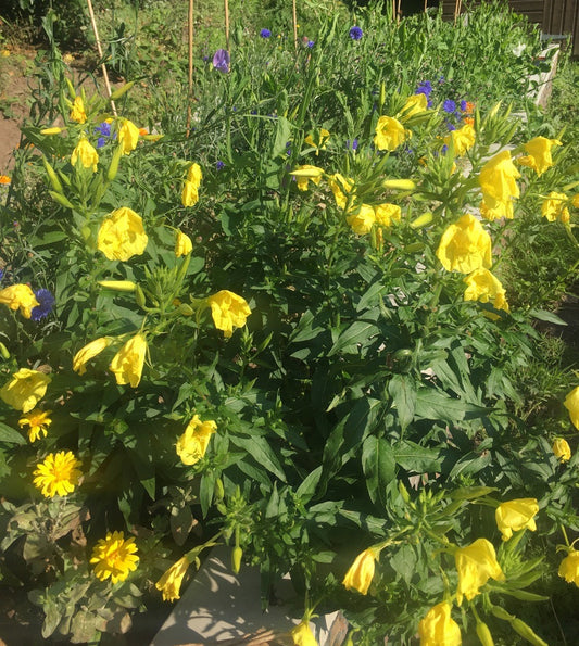 What is the difference between rosehip and evening primrose oil? Which would be better for very sensitive, dehydrated skin?