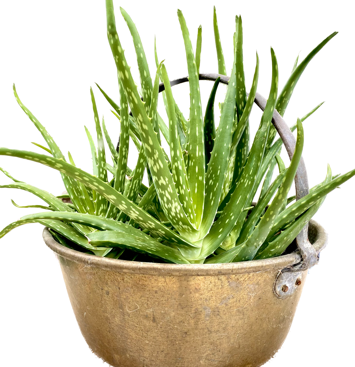 What Are The Benefits Of Using Aloe Vera On The Skin Scentsofman what-are-the-benefits-of-using-aloe-vera-on-the-skin-scentsofman
