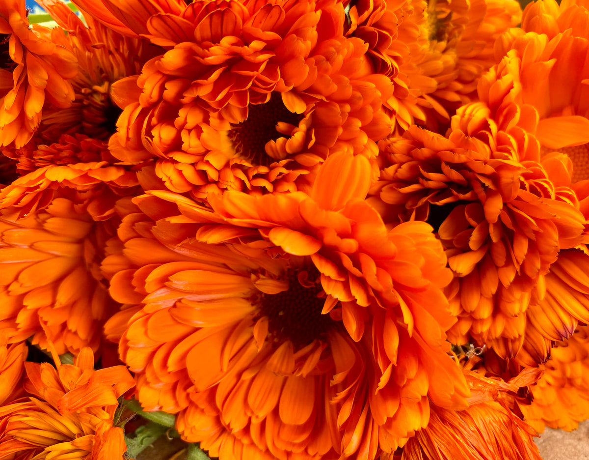Calendula Hydrosol