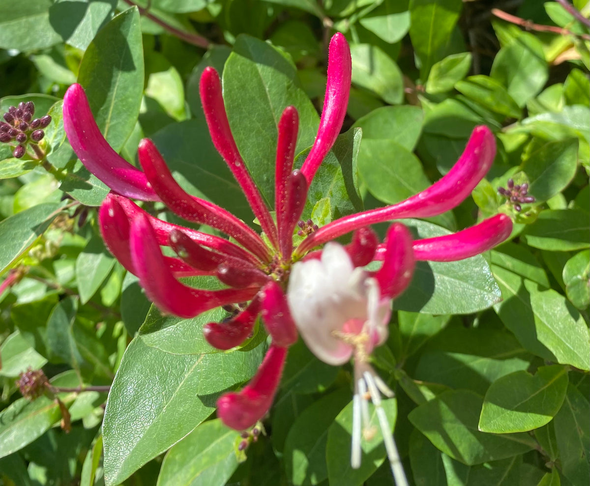 Honeysuckle HYDROSOL