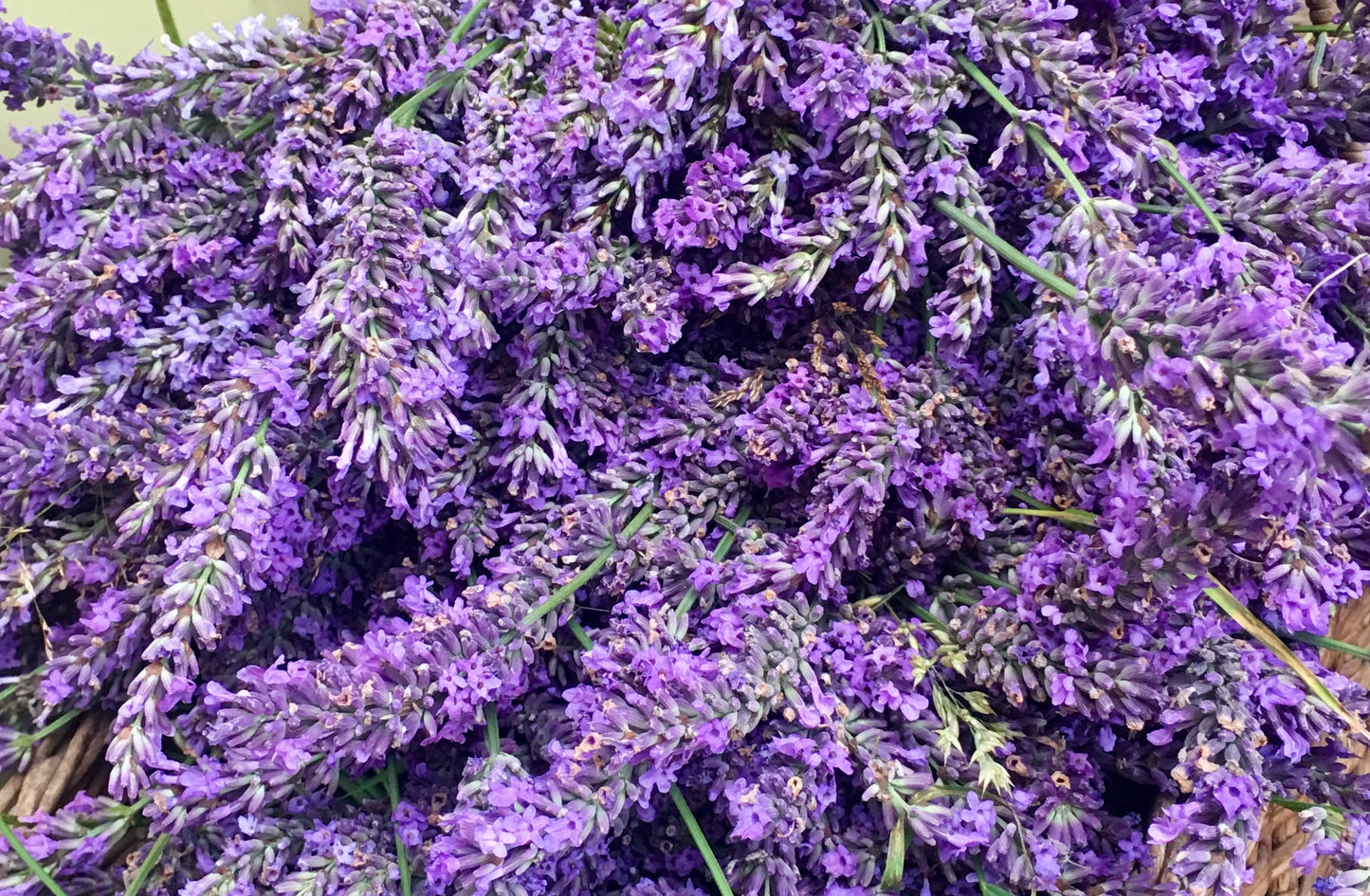 Lavender Hydrosol