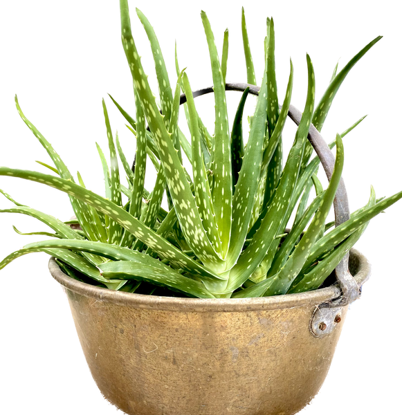 What are the benefits of using aloe vera on the skin?