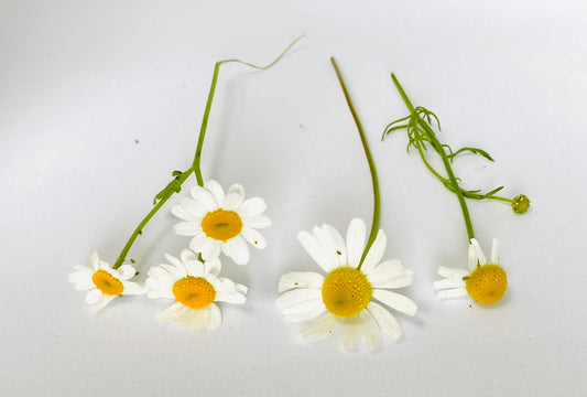 Which combination do you think would be most effective in dandruff treatment?