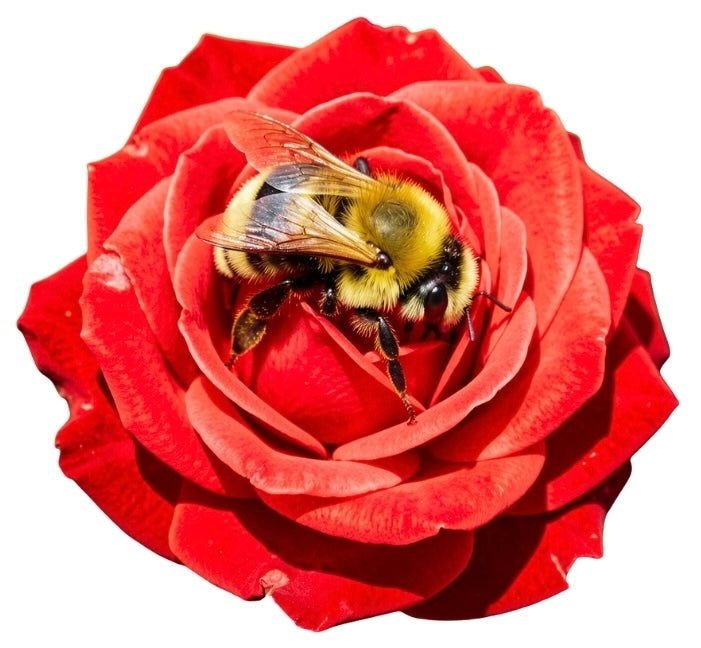 Perfume: Rosebud