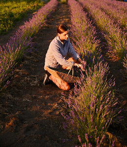 Picking out lavender