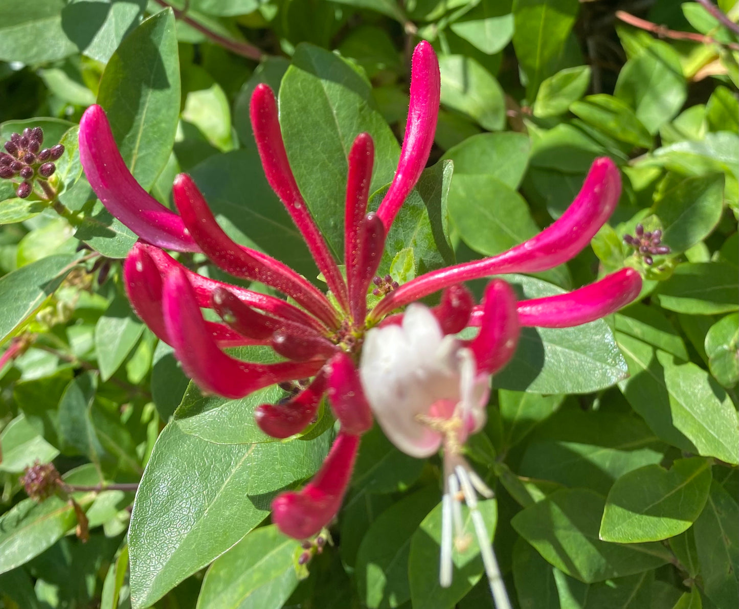 Honeysuckle HYDROSOL