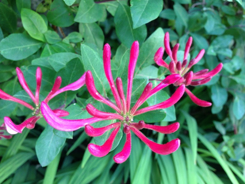 Honeysuckle HYDROSOL