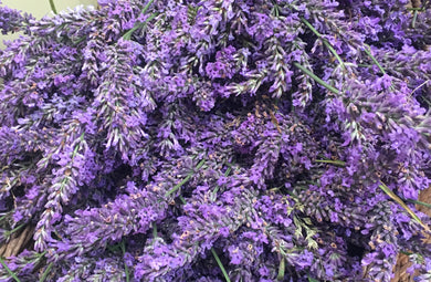 Bundle of fresh,  purple lavender