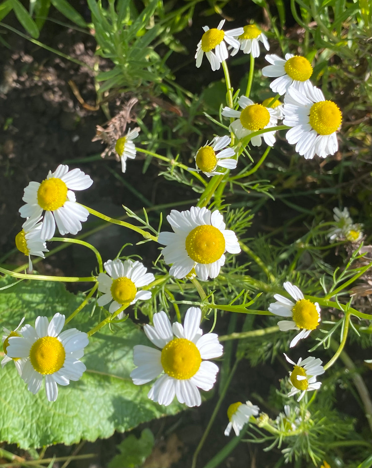 Chamomile Hydrosol